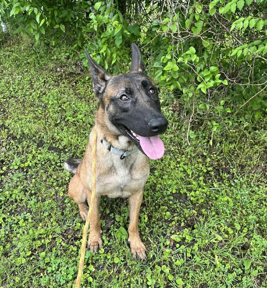Stormy Skye - Located in OK ana Lyric, Adoptable, Adult Female Dutch Shepherd & German Shepherd Dog.
