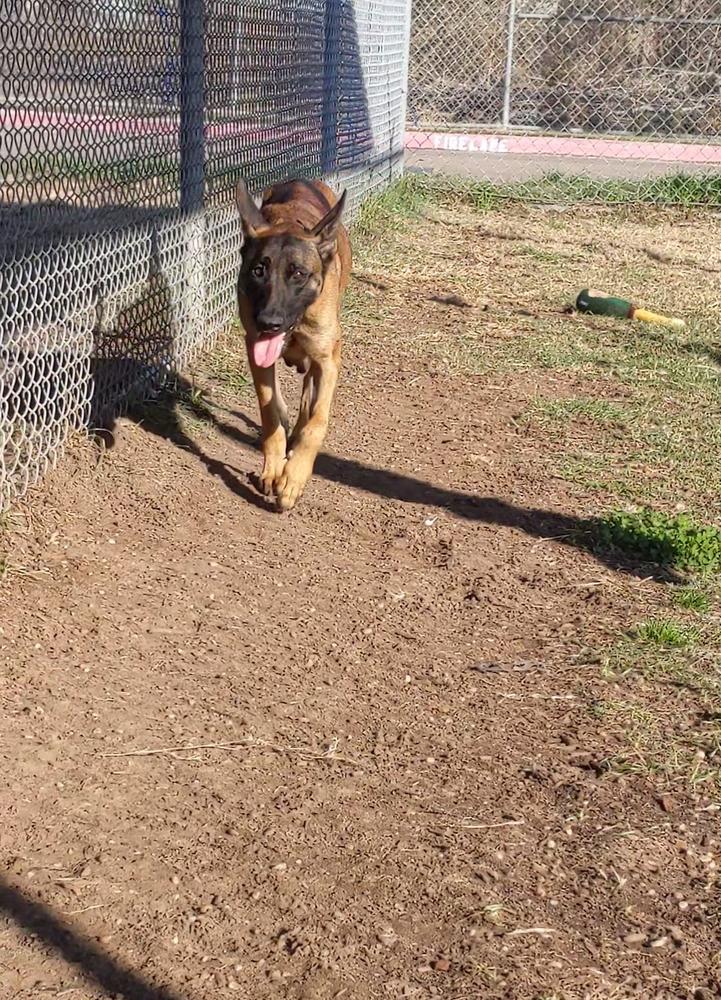 Enlarge Stormy Skye - Located in OK, a Adoptable mixed breed in Imlay City, MI image 1/3