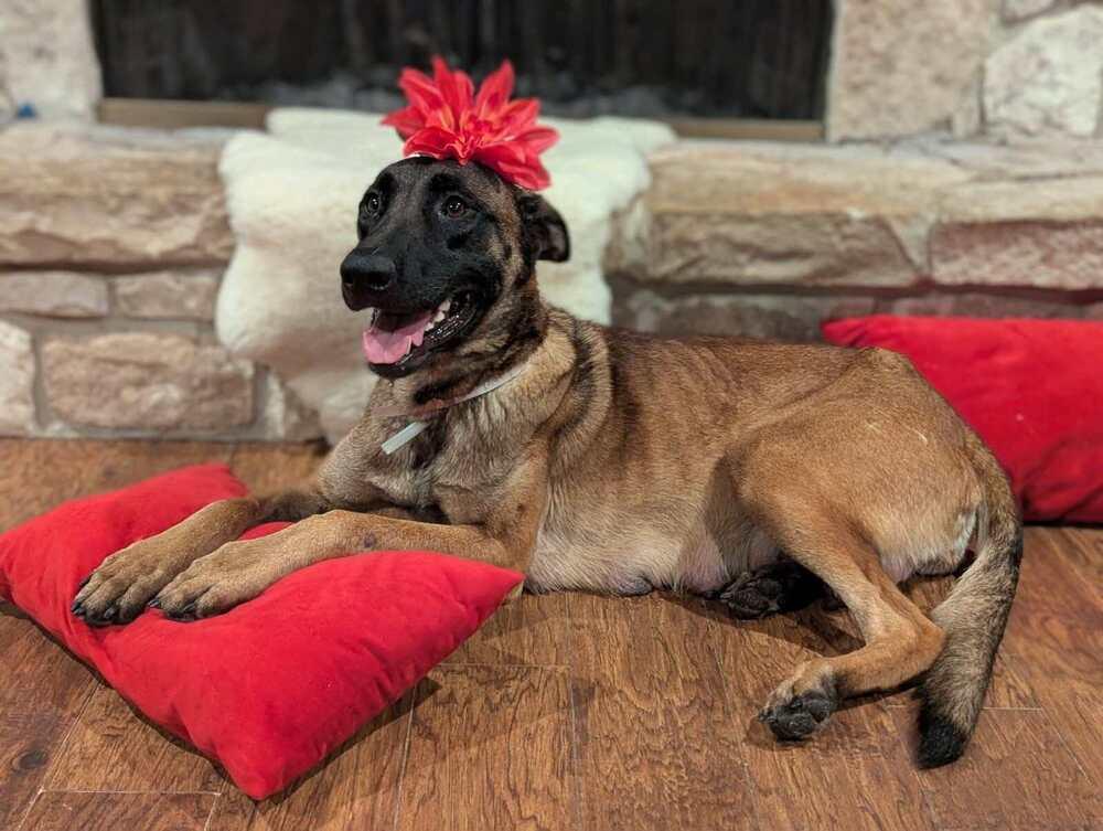 Enlarge Stormy Skye - Located in OK, a Adoptable mixed breed in Imlay City, MI image 2/3