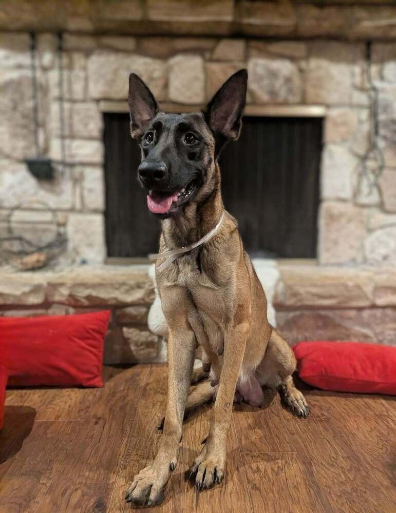 Enlarge Stormy Skye - Located in OK, a Adoptable mixed breed in Imlay City, MI image 3/3