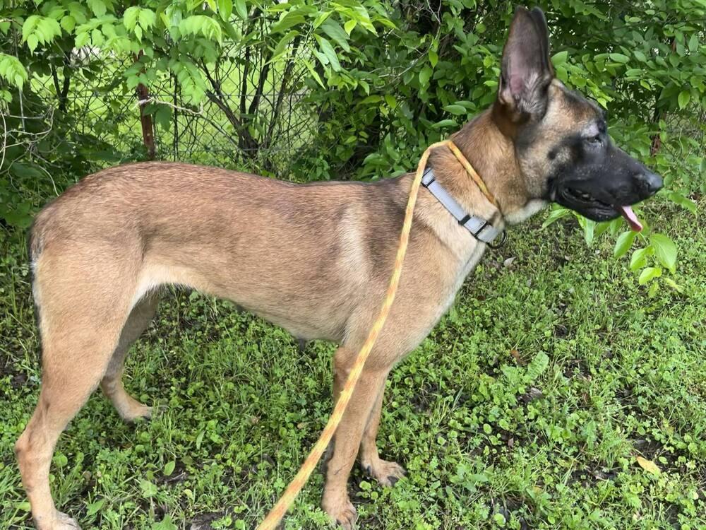 Enlarge Stormy Skye - Located in OK ana Lyric, a Adoptable mixed breed in Imlay City, MI image 3/3