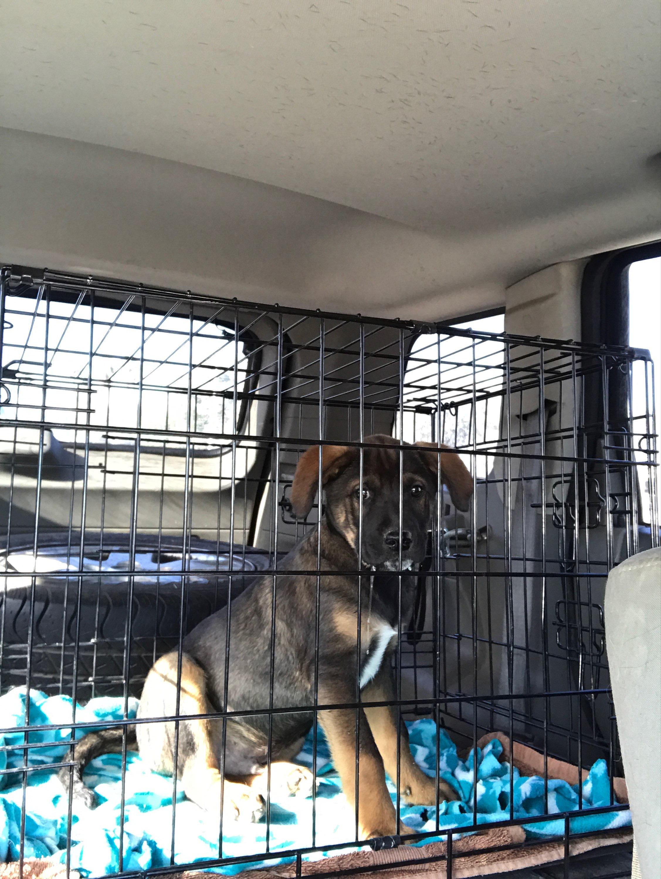 Exidor, a Adopted mixed breed in Gilbert , AZ image 1/6