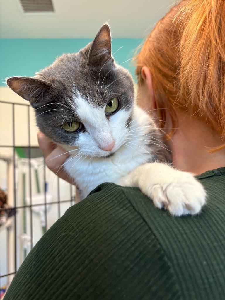 Lucy Belle, Adoptable, Senior Female Domestic Short Hair.