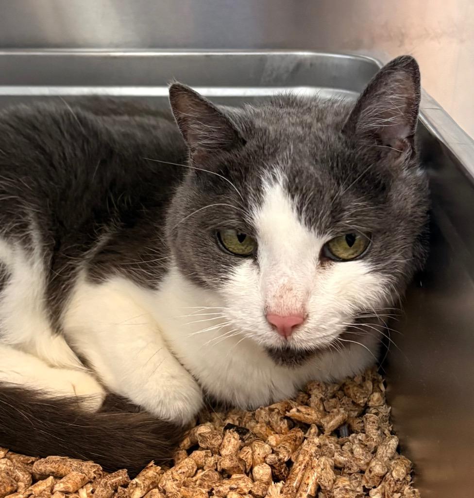 Enlarge Lucy Belle, a Adoptable mixed breed in Cumberland, ME image 2/3