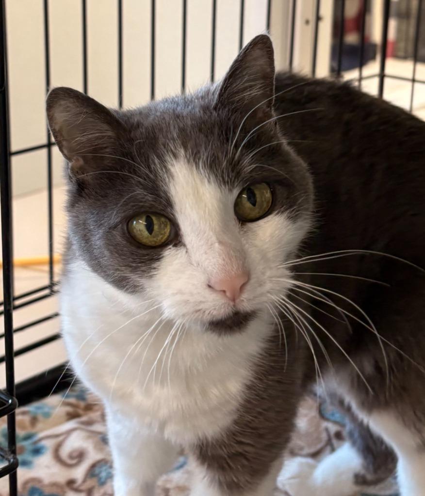 Enlarge Lucy Belle, a Adoptable mixed breed in Cumberland, ME image 3/3