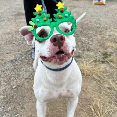 Mary, an adoptable Pit Bull Terrier in Clovis, NM, 88101 | Photo Image 1