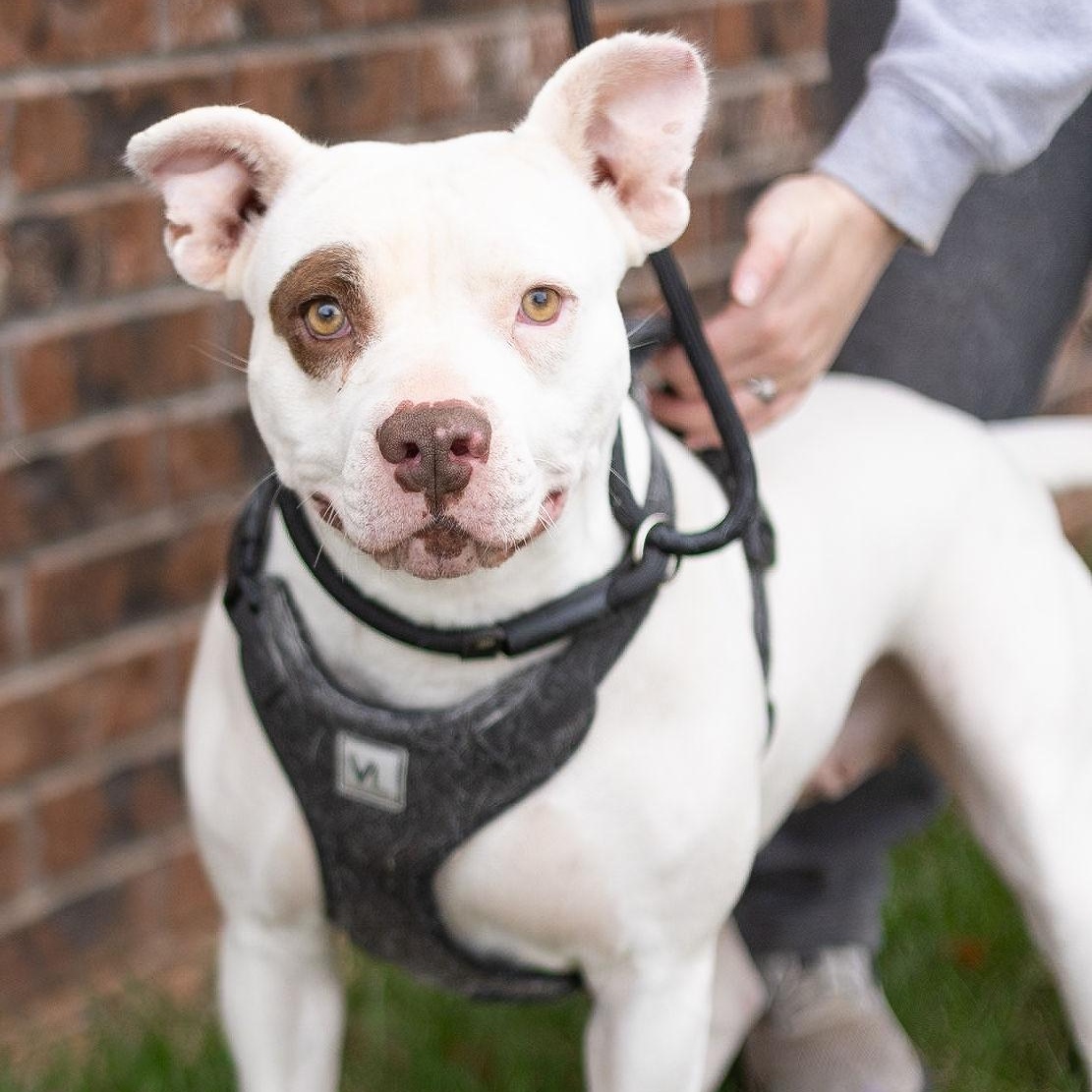 Mary, an adoptable Pit Bull Terrier in Clovis, NM, 88101 | Photo Image 3
