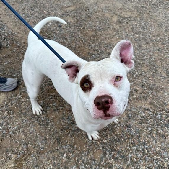 Mary, an adoptable Pit Bull Terrier in Clovis, NM, 88101 | Photo Image 2