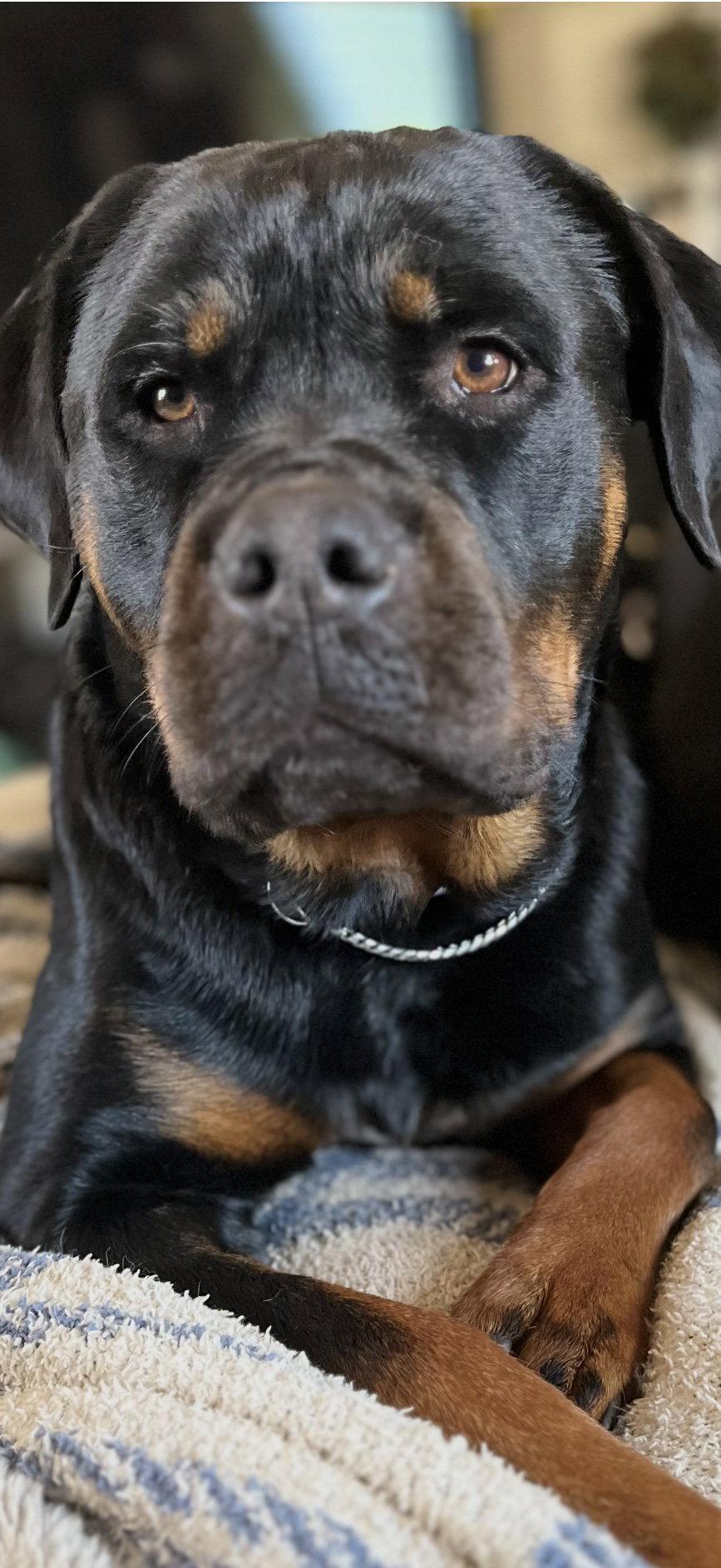 Enlarge Libby, a Adoptable Rottweiler in Mooresville, NC image 2/3