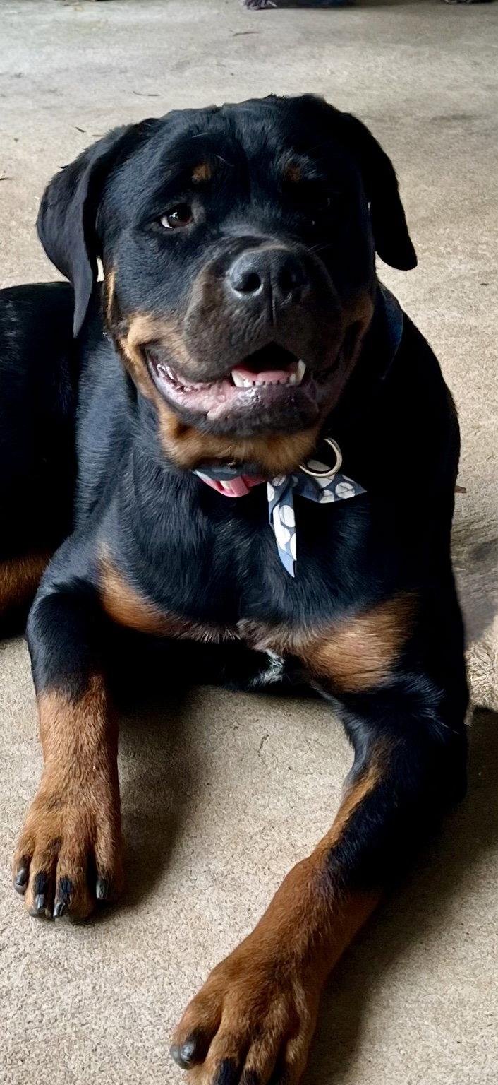 Enlarge Libby, a Adoptable Rottweiler in Mooresville, NC image 3/3