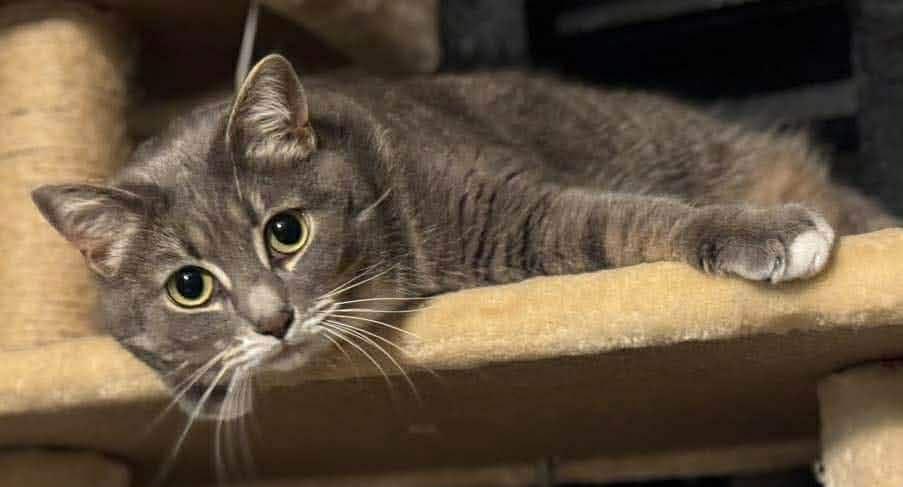 Enlarge Cindy, an adopted Tabby in Beckley, WV image 3/4