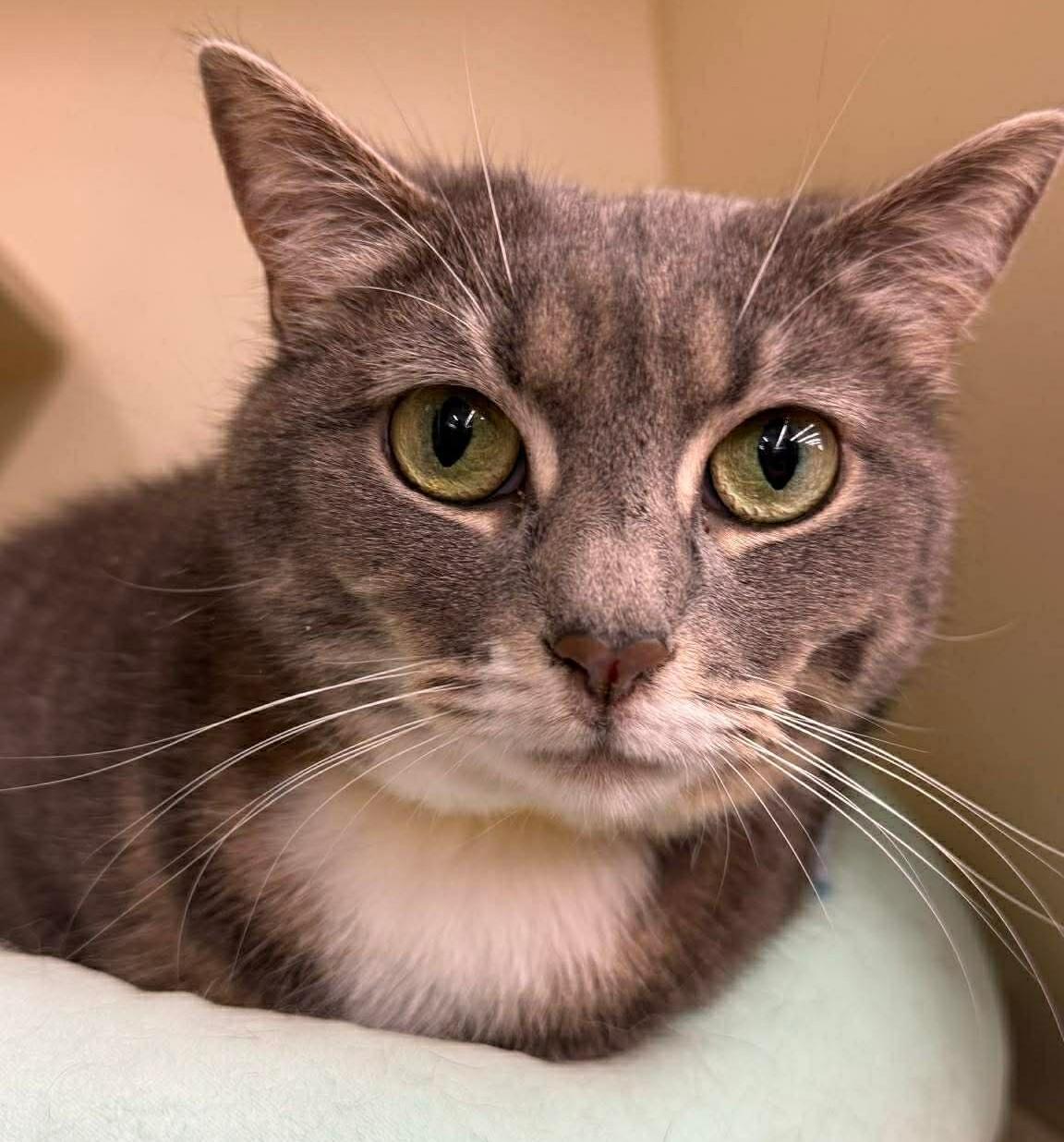 Cindy, adopted, Young Female Tabby.