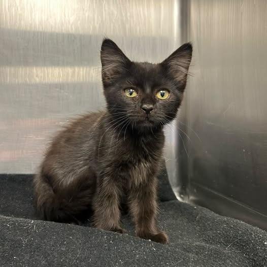 Enlarge 26-1295 Bandit, a Adoptable Domestic Short Hair in Los Banos, CA image 1/1