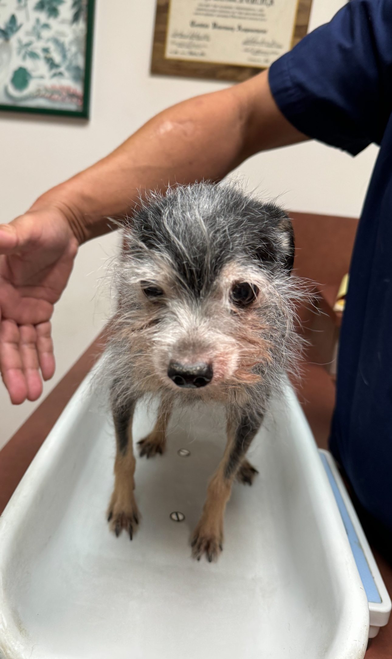 Paxton, Adoptable, Senior Male Terrier.
