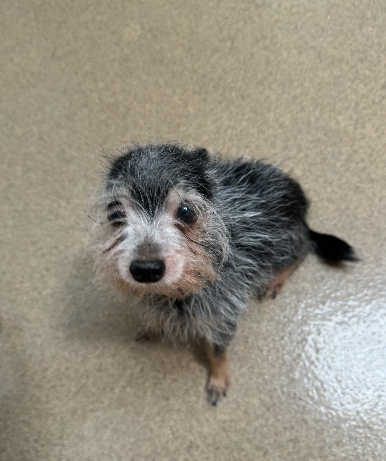 Paxton, Adoptable, Senior Male Terrier.