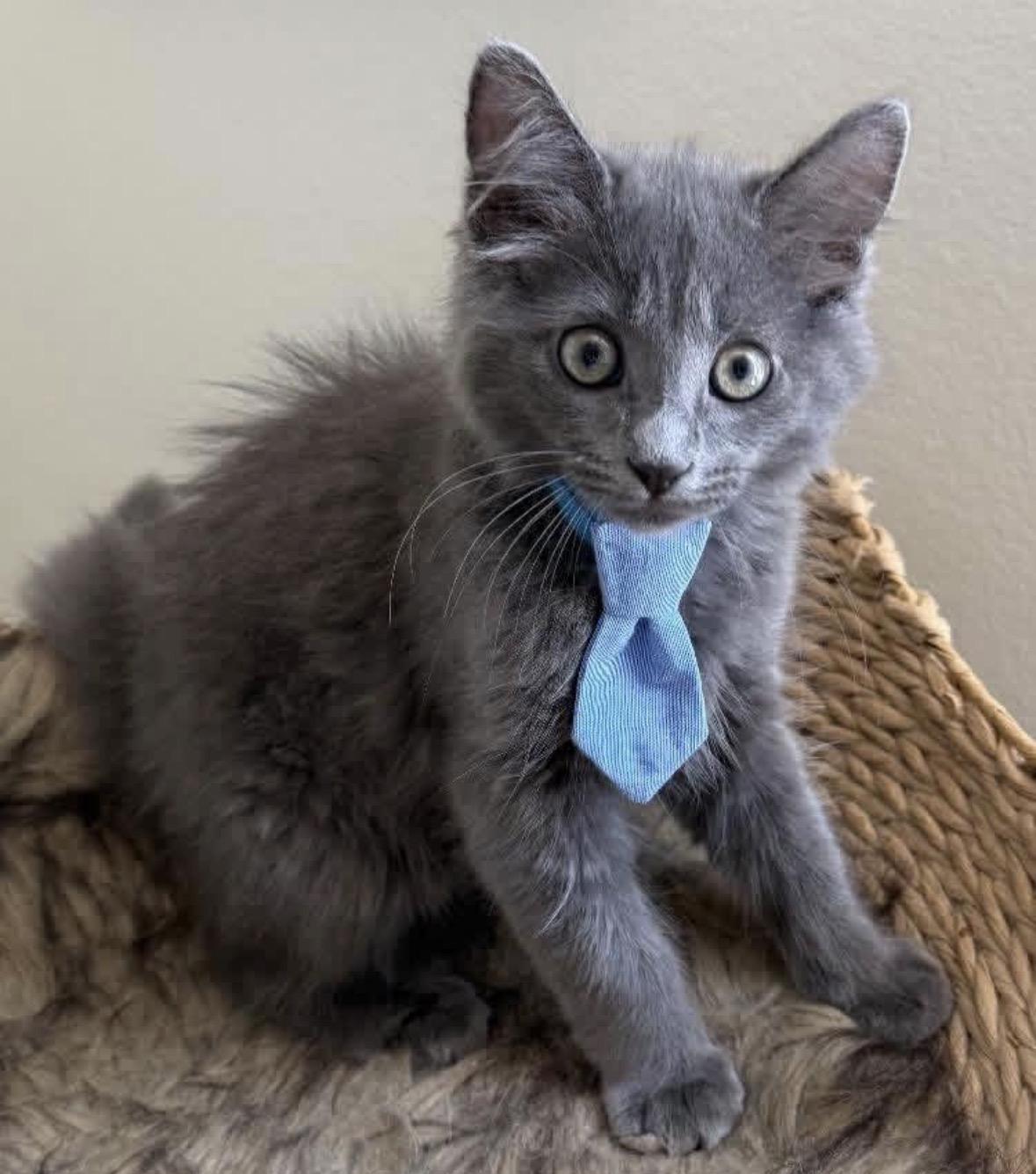 Orion, adopted, Kitten Male Domestic Short Hair & Russian Blue.