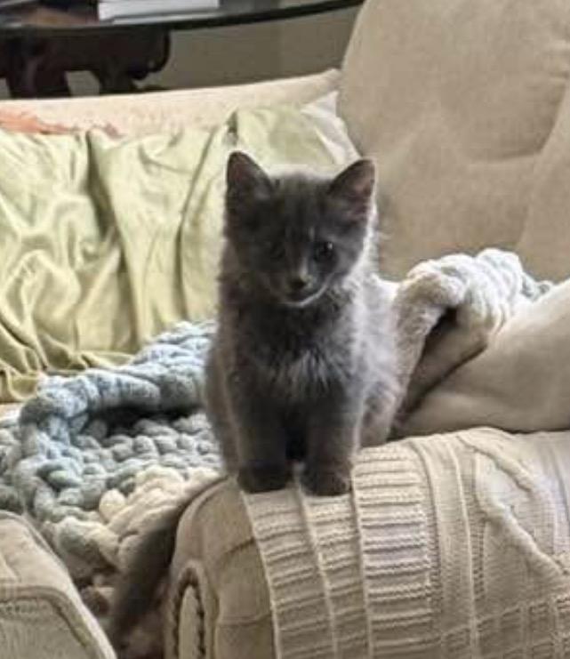Orion, an adopted mixed breed in Murrieta, CA image 4/5