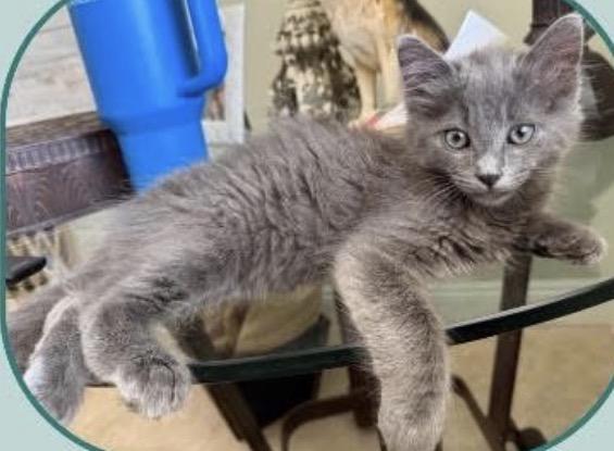 Orion, an adopted mixed breed in Murrieta, CA image 2/5
