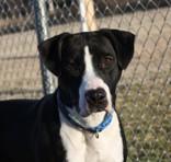 Rascal, Adult Male Pit Bull Terrier