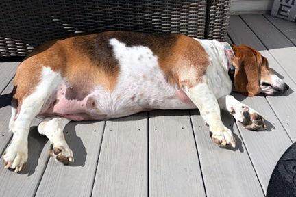 BAILEY, Adoptable, Adult Female Basset Hound.