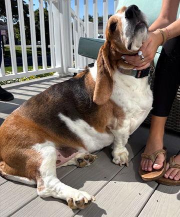 Enlarge BAILEY, a Adoptable Basset Hound in Mays Landing, NJ image 2/3