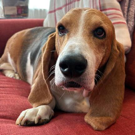Enlarge BAILEY, a Adoptable Basset Hound in Mays Landing, NJ image 3/3