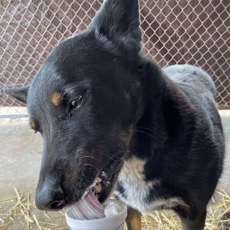 Joe, a Adoptable mixed breed in Heber Springs, AR image 2/5