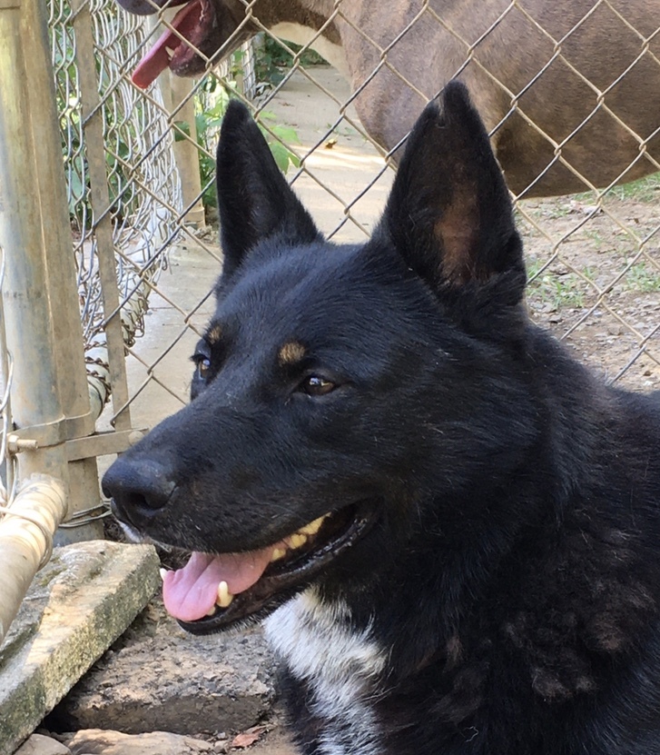 Joe, a Adoptable mixed breed in Heber Springs, AR image 3/5
