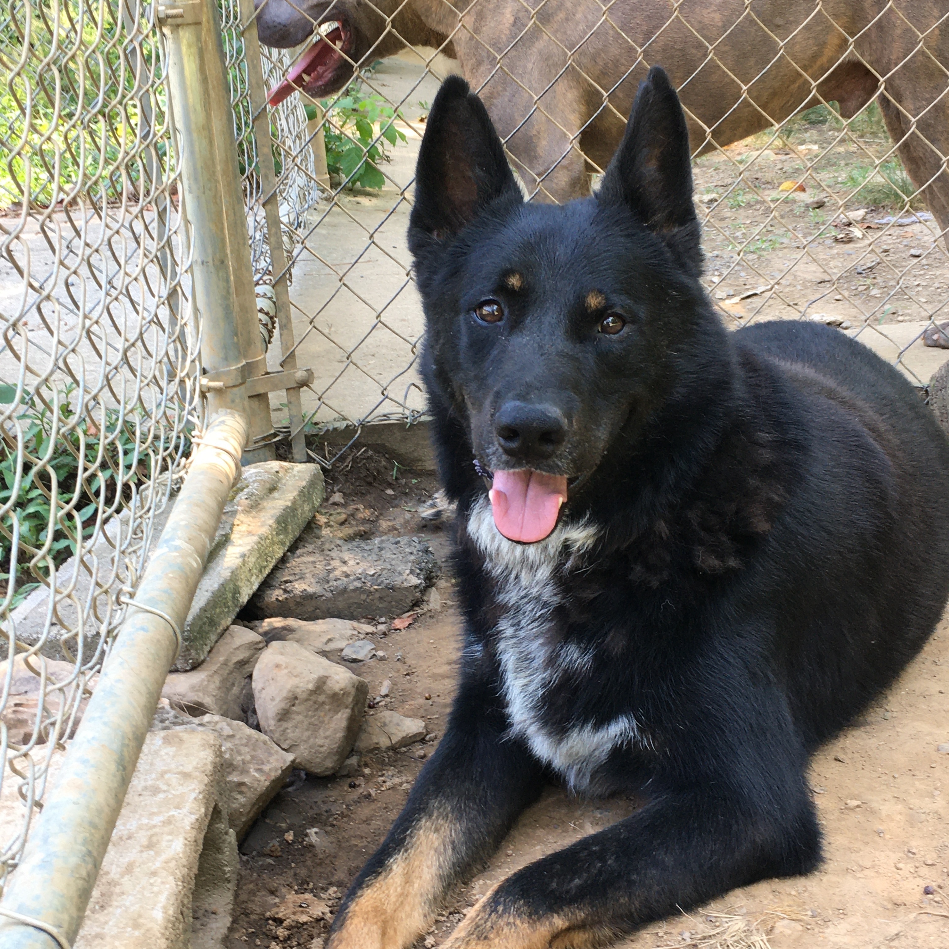 Joe, Adoptable, Adult Male Shepherd.
