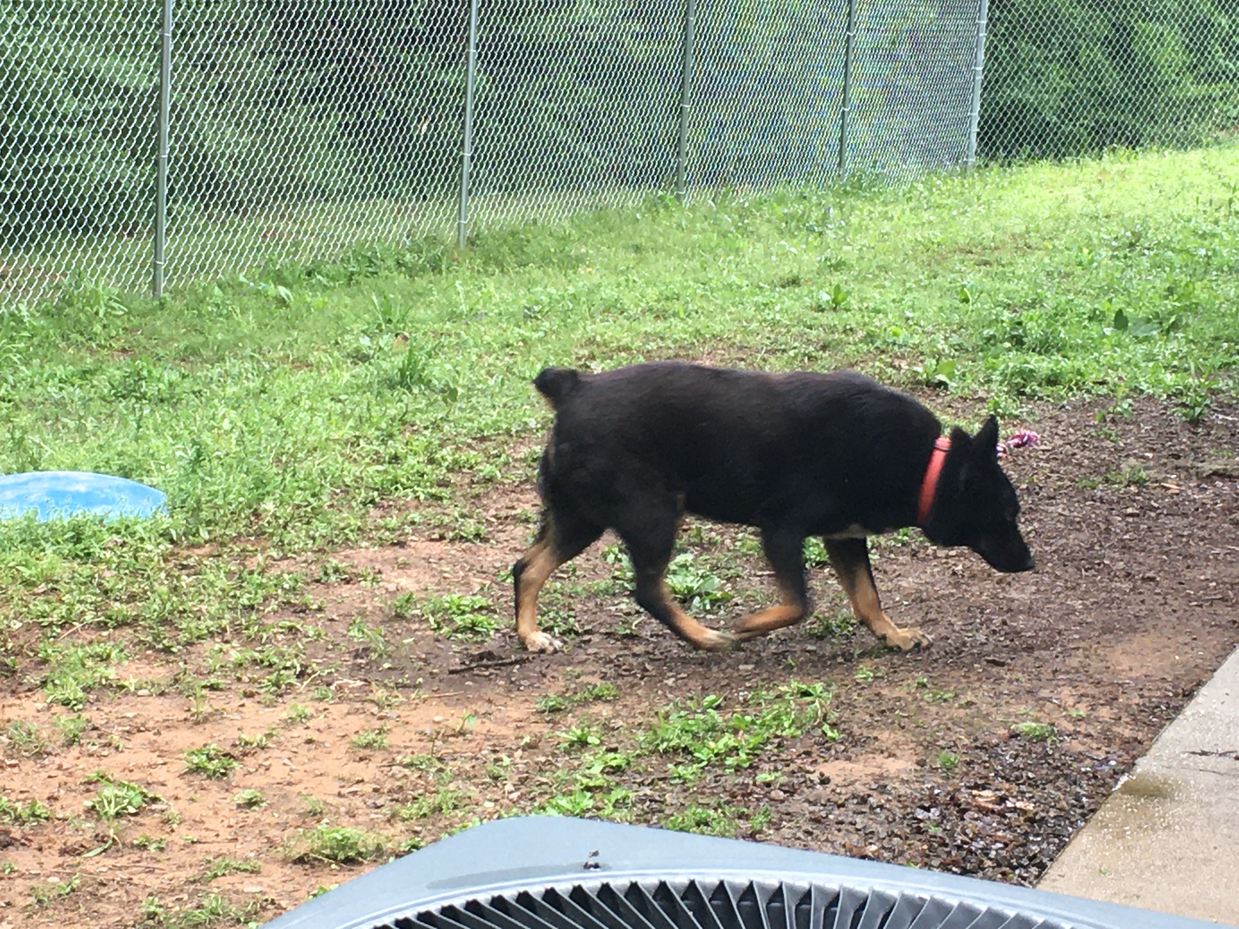 Joe, a Adoptable mixed breed in Heber Springs, AR image 4/5