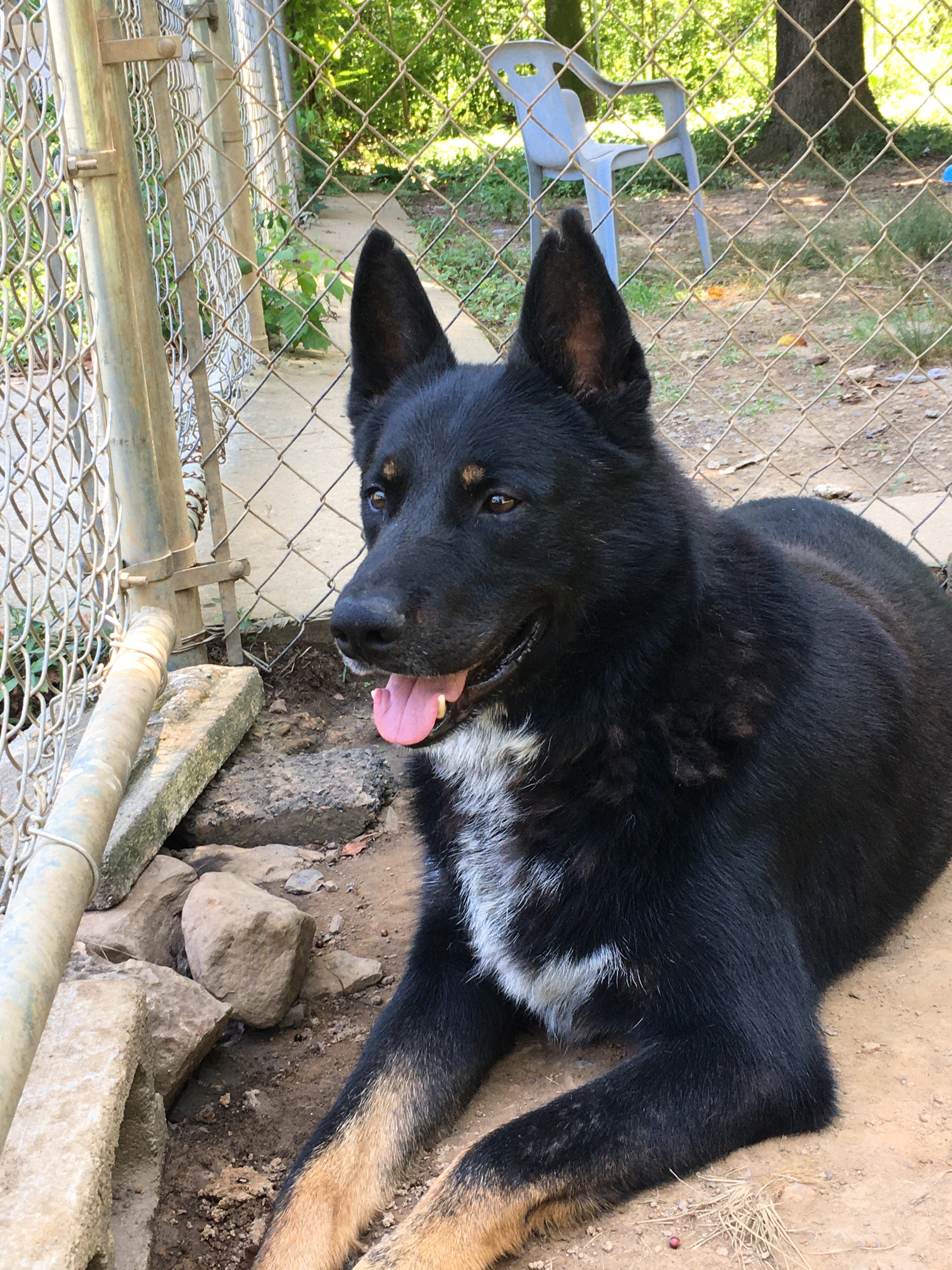 Joe, a Adoptable mixed breed in Heber Springs, AR image 5/5