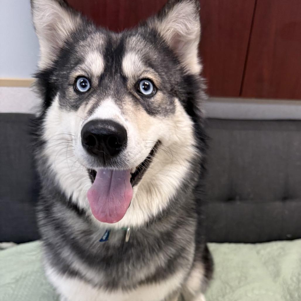 Enlarge Reina, a Adoptable mixed breed in Naperville, IL image 2/6