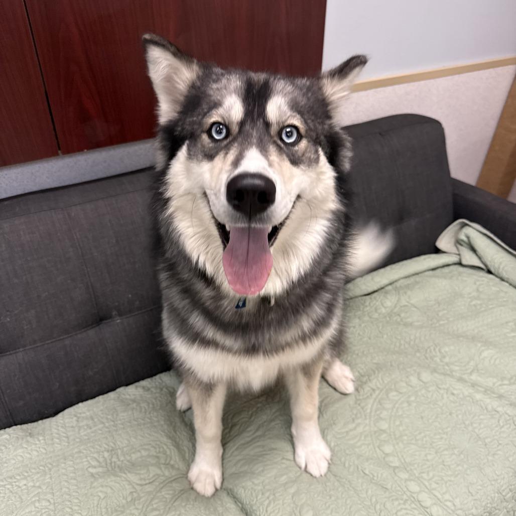 Enlarge Reina, a Adoptable mixed breed in Naperville, IL image 4/6