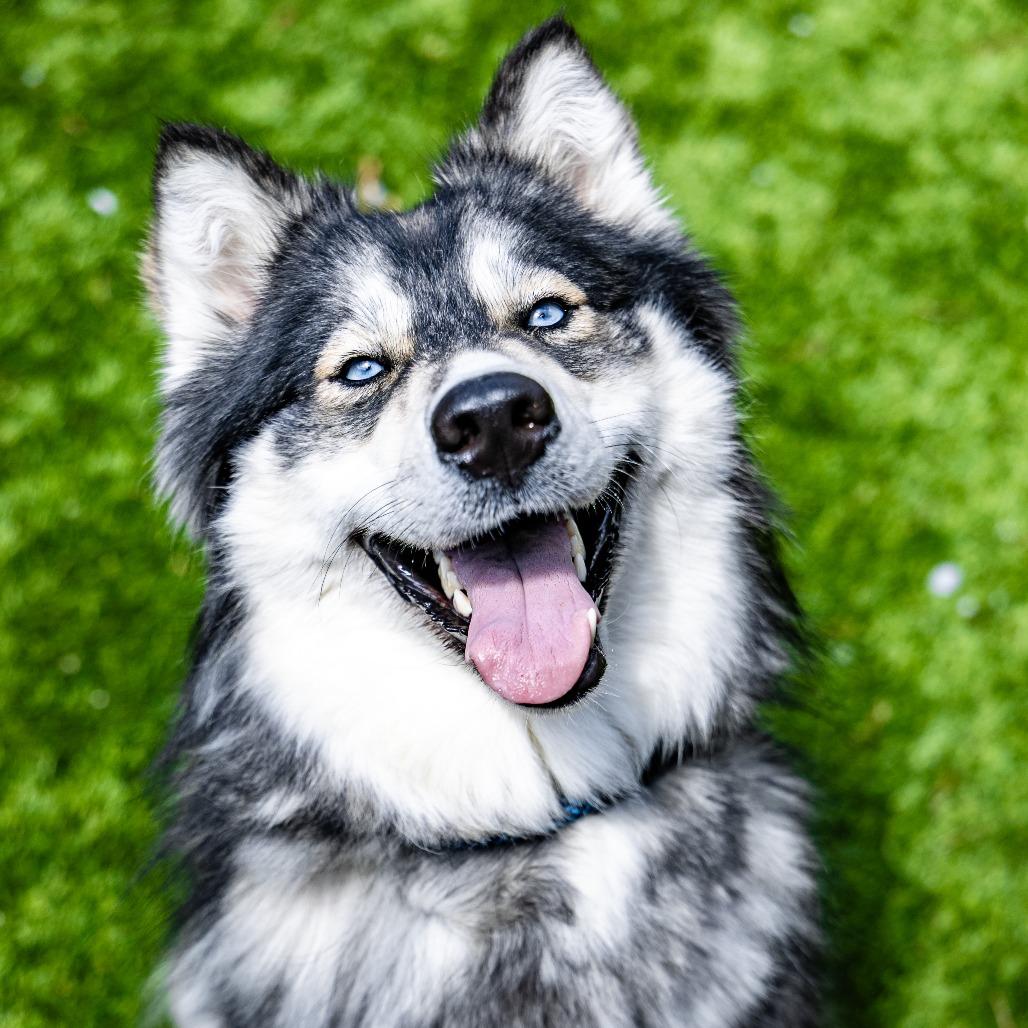 Enlarge Reina, a Adoptable mixed breed in Naperville, IL image 6/6