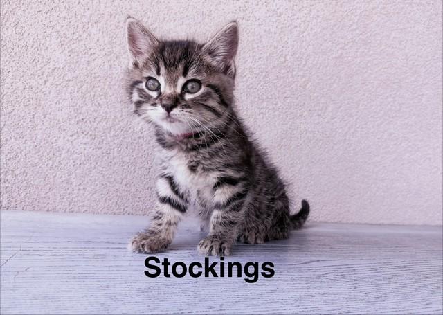STOCKINGS, Adoptable, Kitten Male Domestic Short Hair.