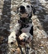 Enlarge Oreo, a Adoptable mixed breed in Nashua, NH image 2/6