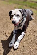 Enlarge Oreo, a Adoptable mixed breed in Nashua, NH image 1/6