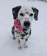 Oreo, Adoptable, Senior Male Dalmatian.