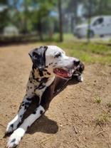 Enlarge Oreo, a Adoptable mixed breed in Nashua, NH image 3/6