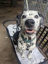 Enlarge Oreo, a Adoptable mixed breed in Nashua, NH image 4/6