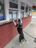 Enlarge Oreo, a Adoptable mixed breed in Nashua, NH image 5/6