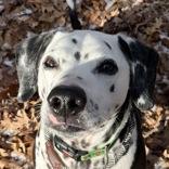 Enlarge Oreo, a Adoptable mixed breed in Nashua, NH image 6/6