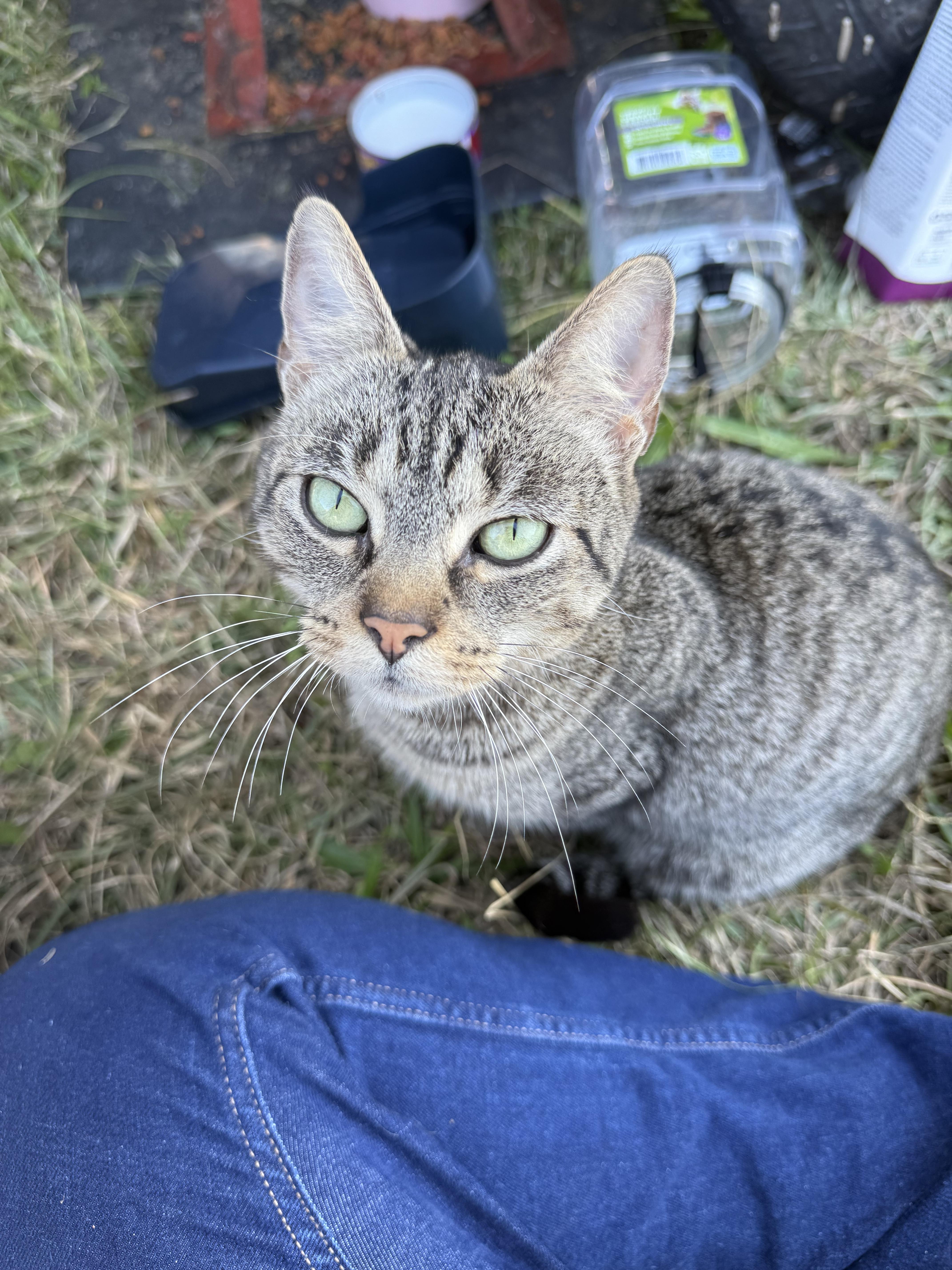 Mollie, Adopted, Young Female Domestic Short Hair.