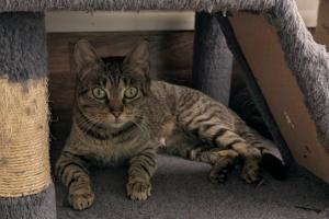 Enlarge Mollie, a Adopted Domestic Short Hair in Moncks Corner, SC image 2/2