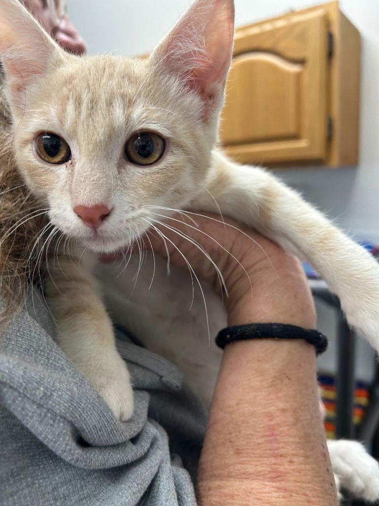 Enlarge Kitten - Clark, a Adoptable Domestic Short Hair in Emmett, ID image 1/1