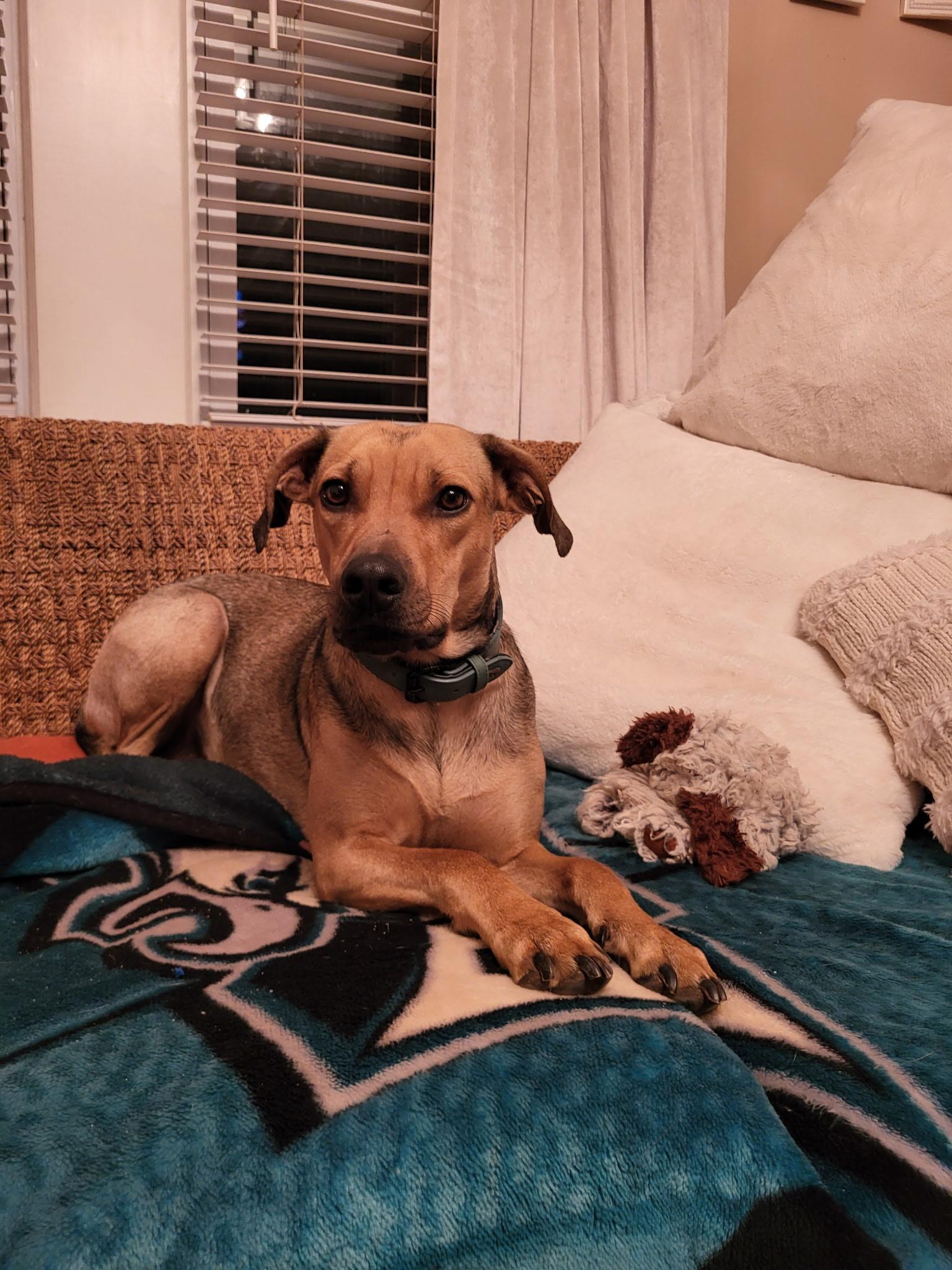 Angel, Adoptable, Adult Female Black Mouth Cur.