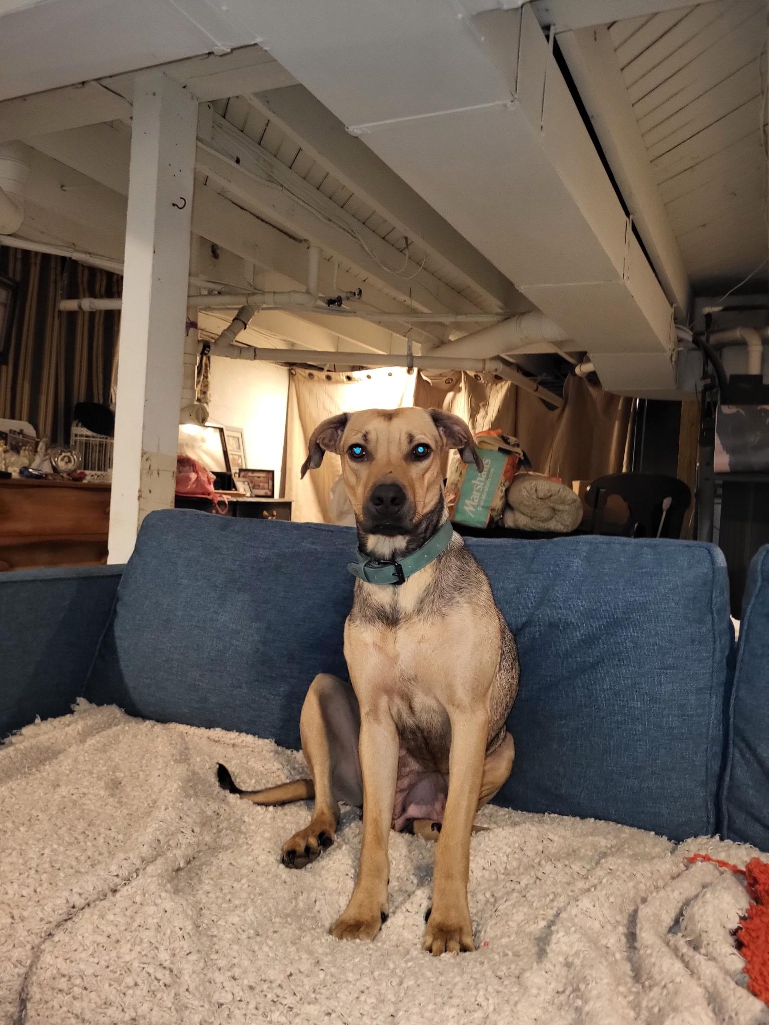 Angel, Adoptable, Adult Female Black Mouth Cur.