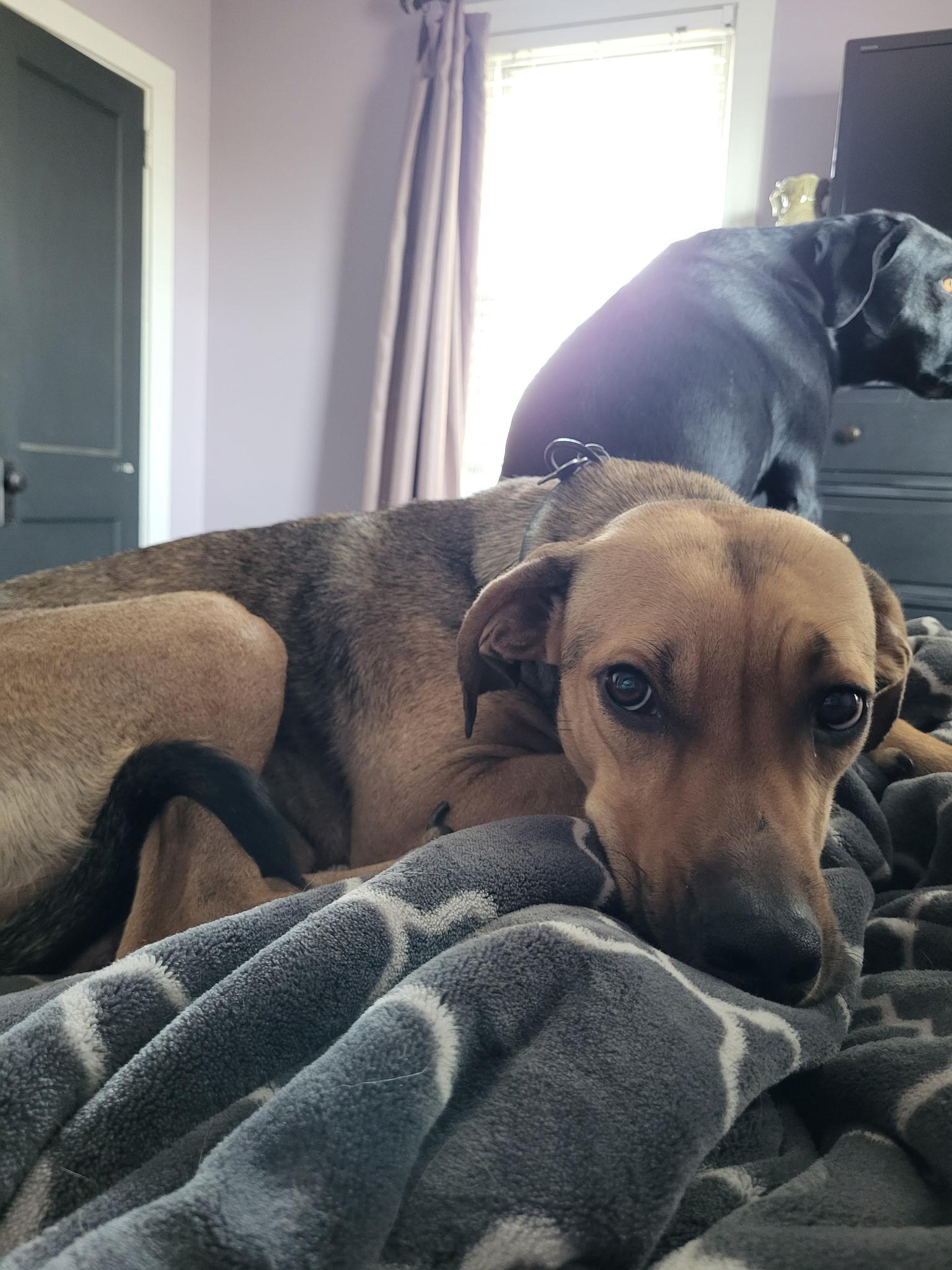 Enlarge Angel, a Adoptable Black Mouth Cur in Berlin, NJ image 2/3