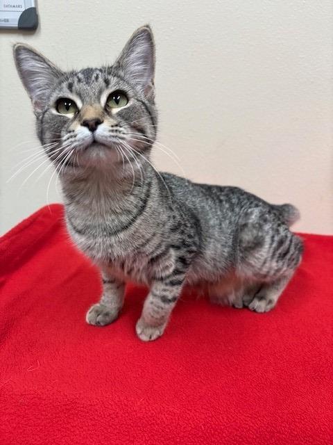 Paloma, a Adoptable mixed breed in Ladysmith, WI image 1/3