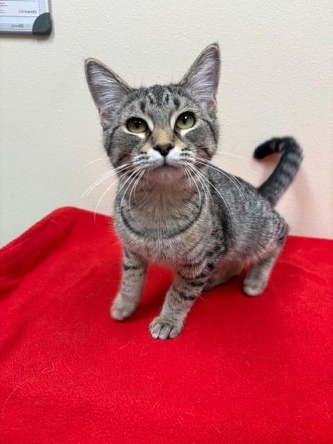 Paloma, a Adoptable mixed breed in Ladysmith, WI image 3/3